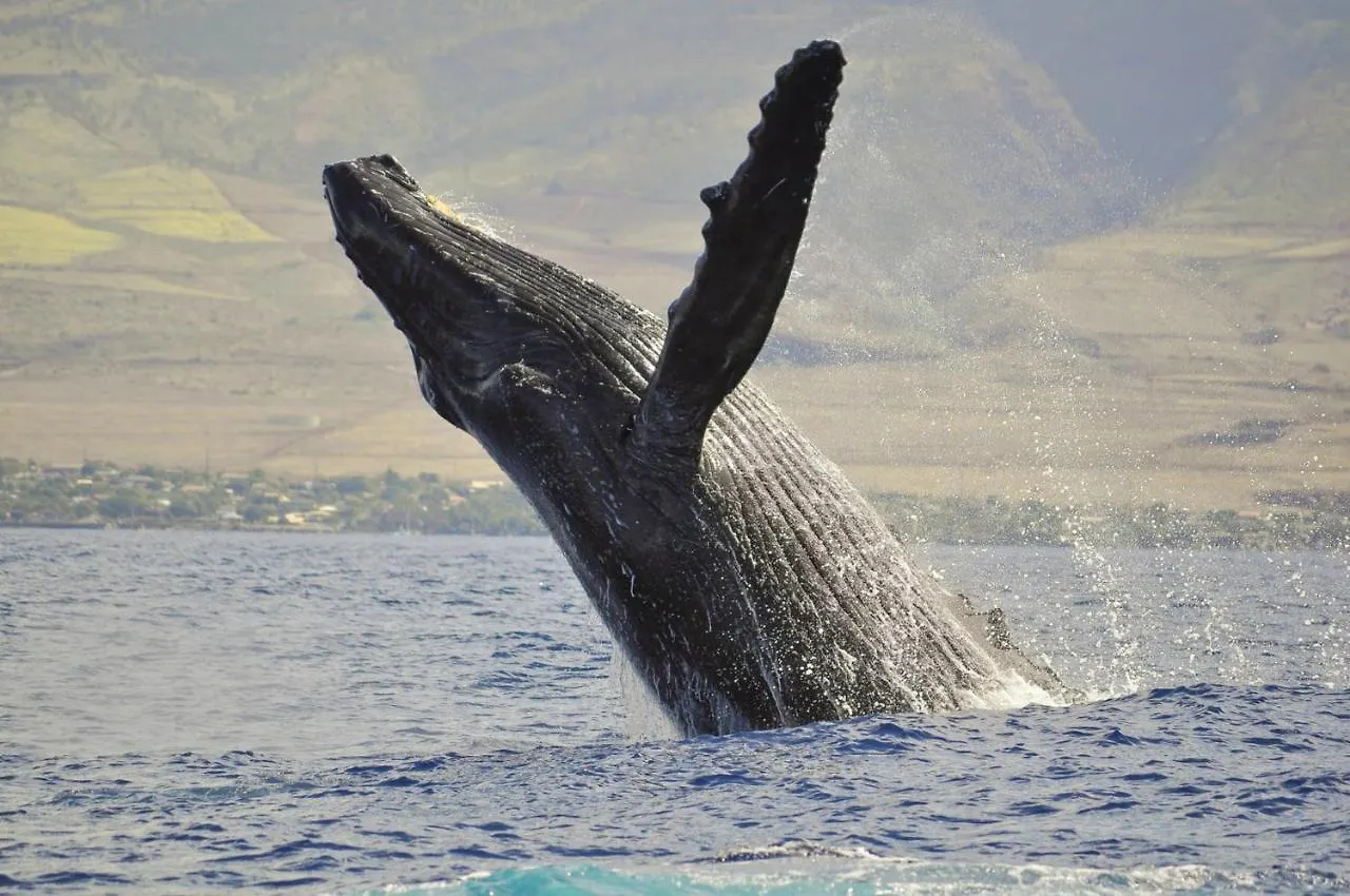 Whaler 859 Villa Lahaina Holiday home